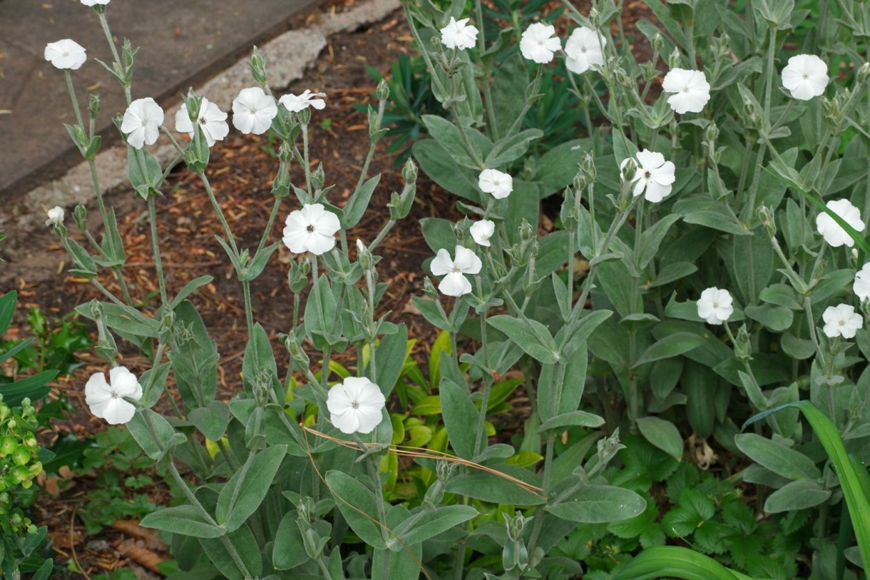 Лихнис Смолка