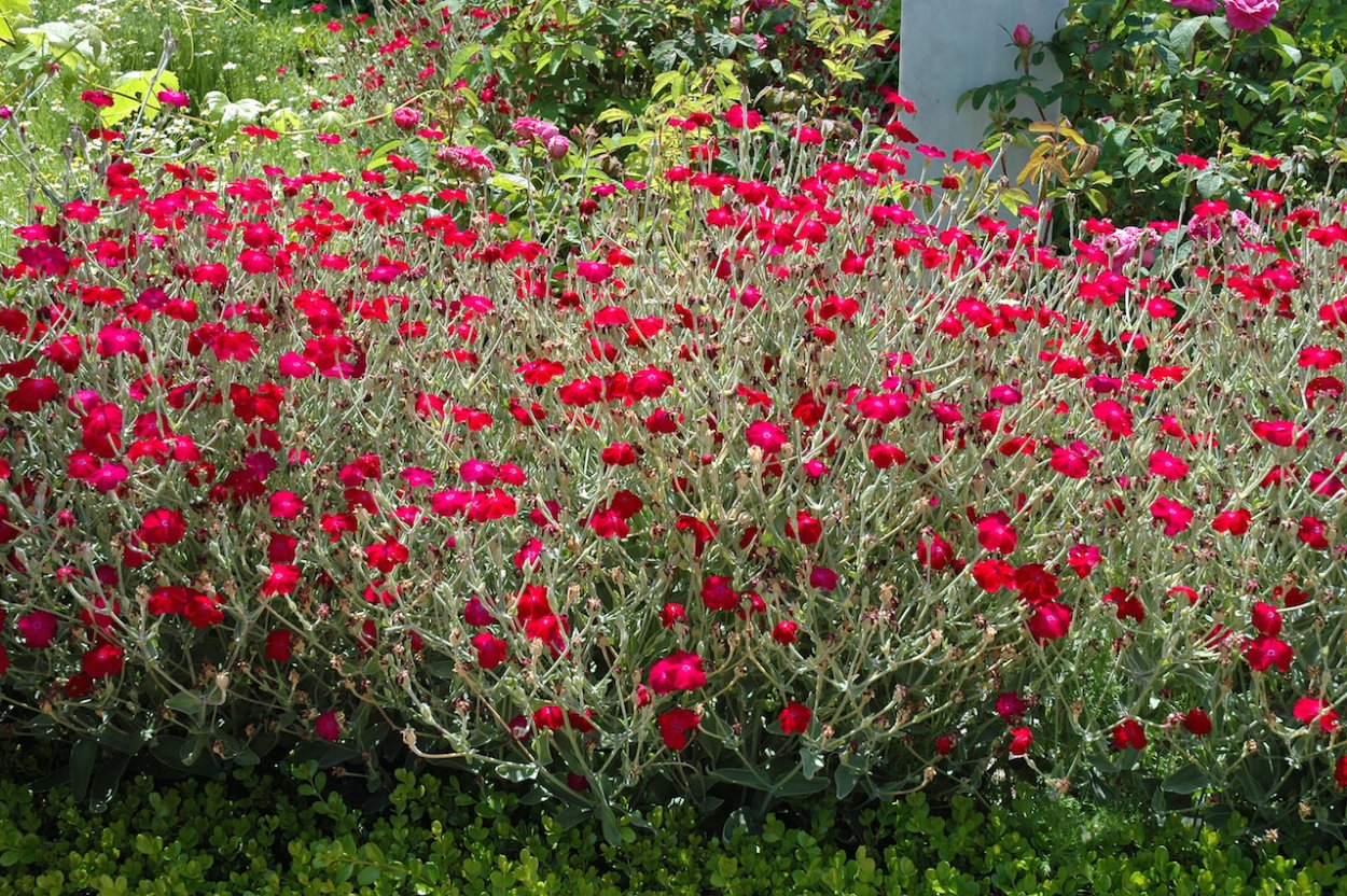 Лихнис коронария