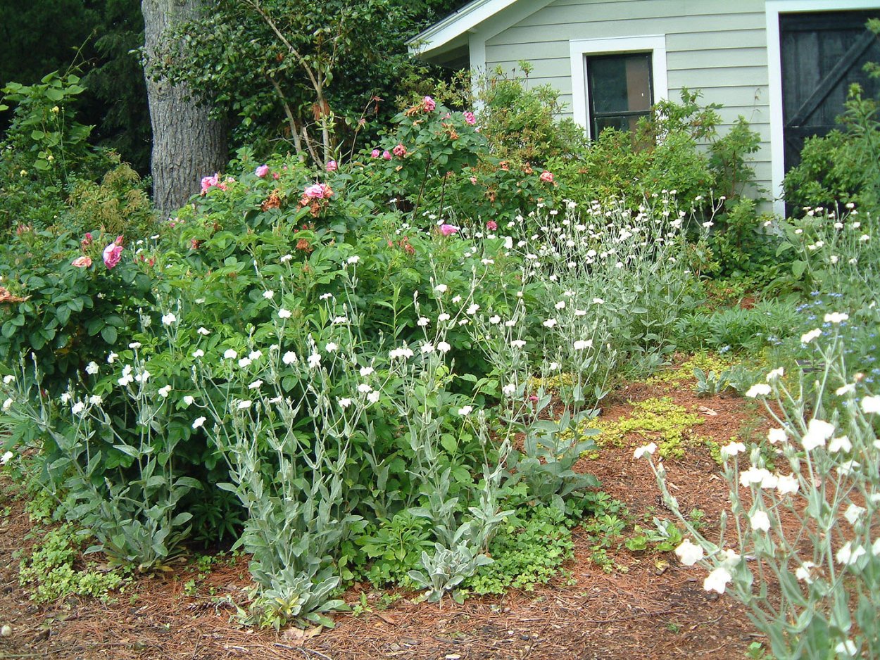 Лихнис Пегги