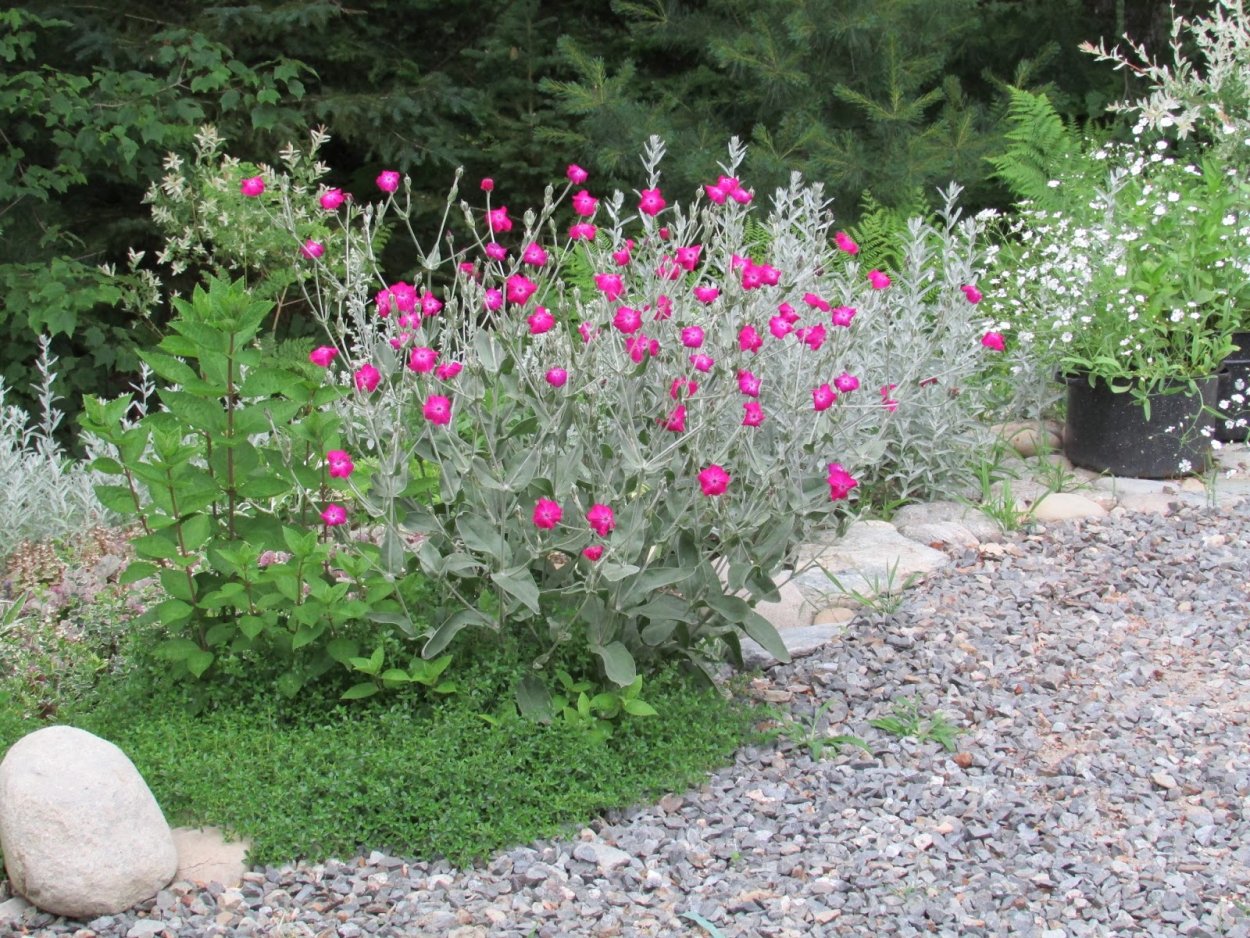 Горицвет кожистый купить