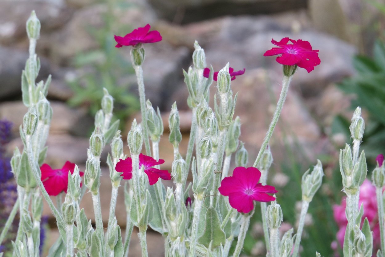 Лихнис корончатый стахис