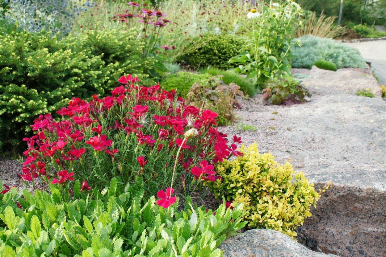 Цветок лихнис корончатый