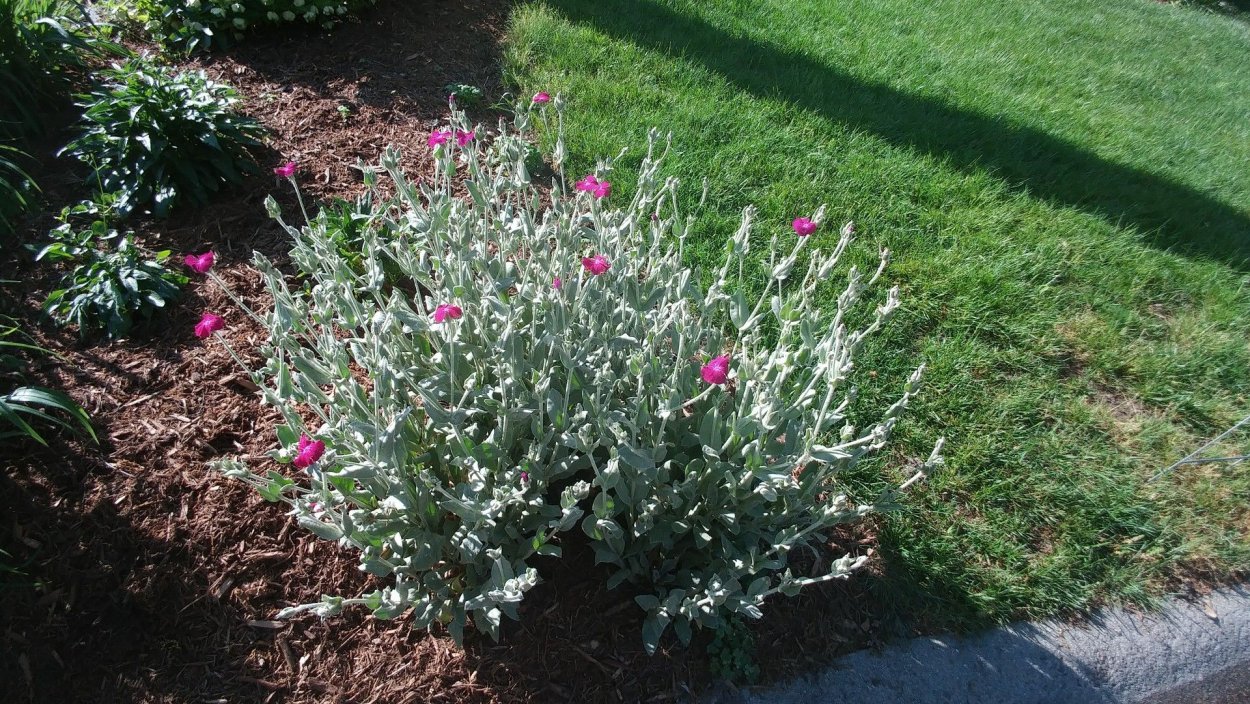 Лихнис корончатый в цветнике