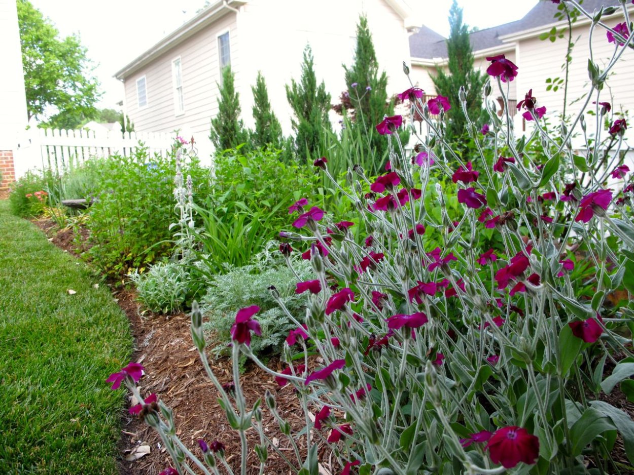 Лихнис многолетний серебристый