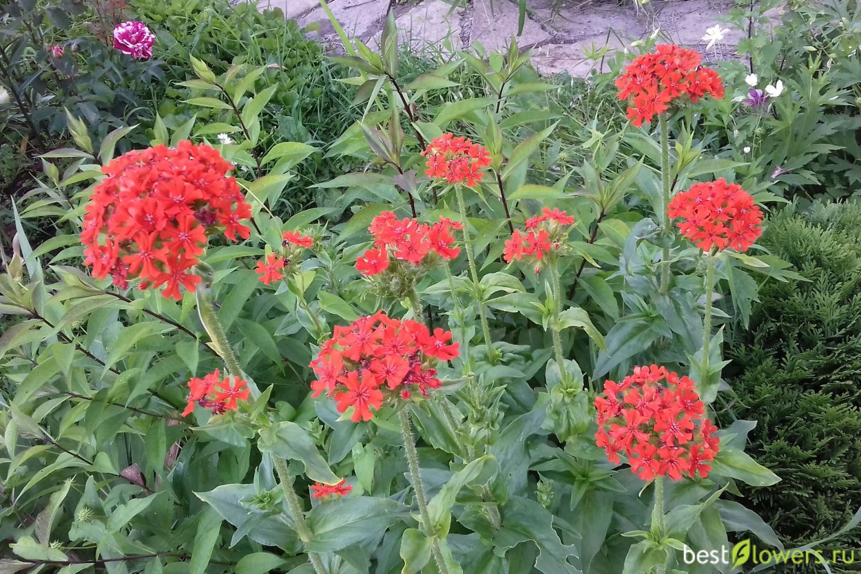 Лихнис корончатый Атросангвинея