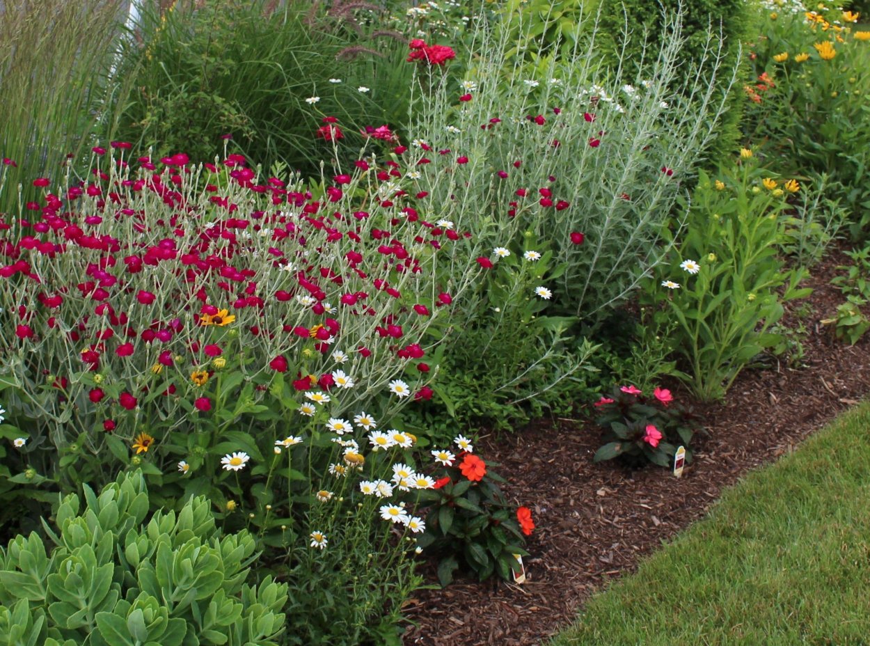 Лихнис кожистый