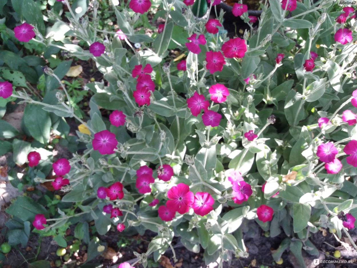 Лихнис корончатый atrosanguinea