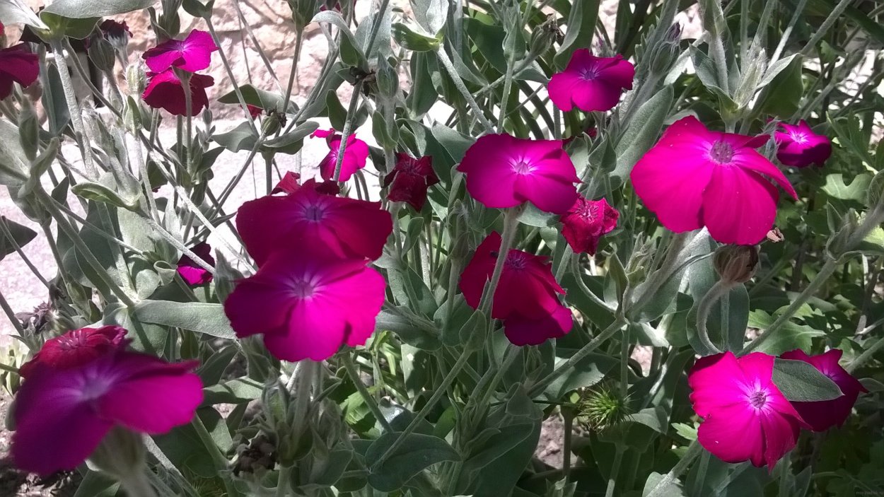 Лихнис корончатый atrosanguinea