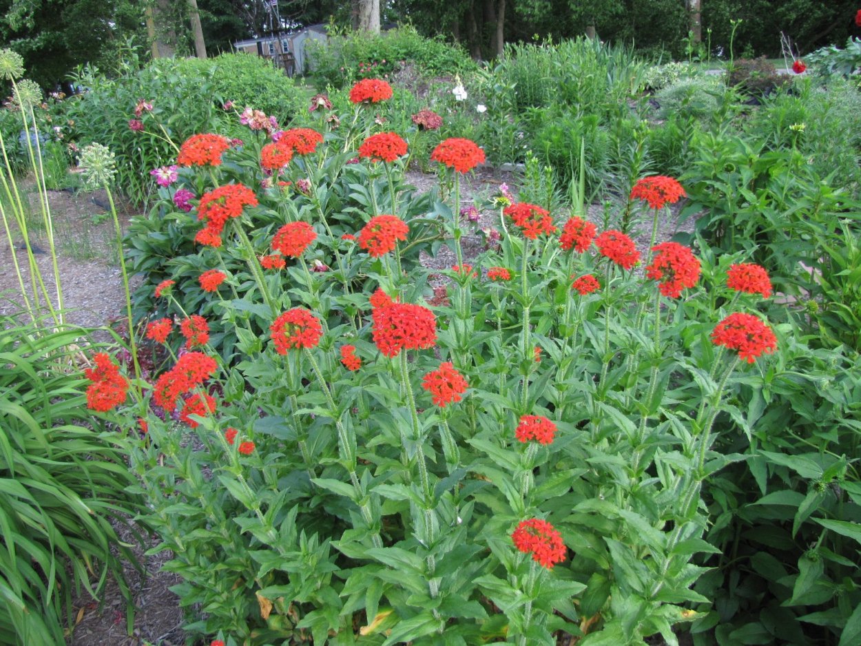 Лихнис корончатый Альба