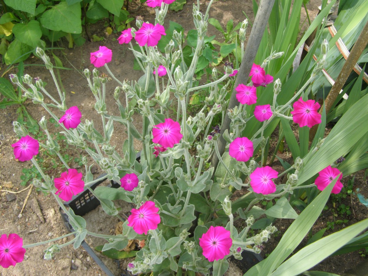 Лихнис корончатый в ландшафте