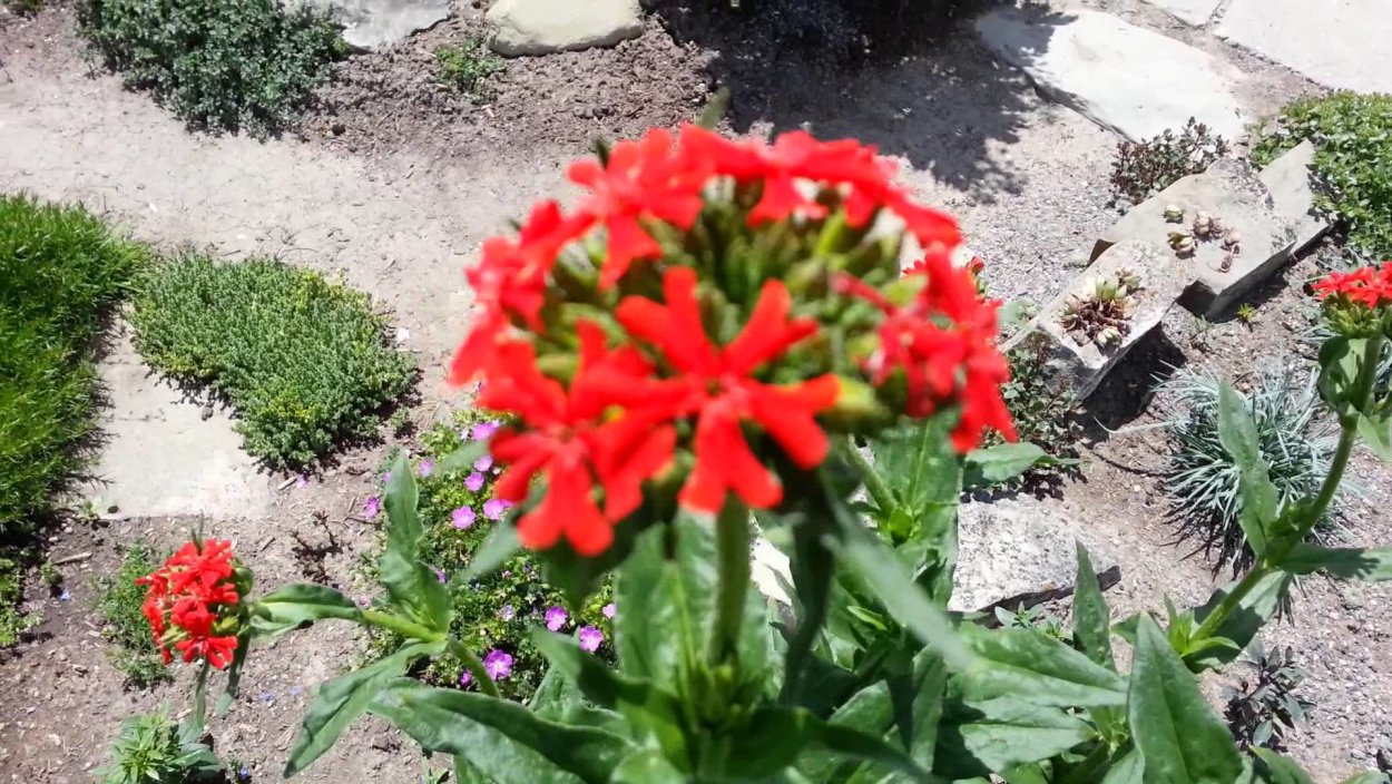 Лихнис корончатый.халцедонский