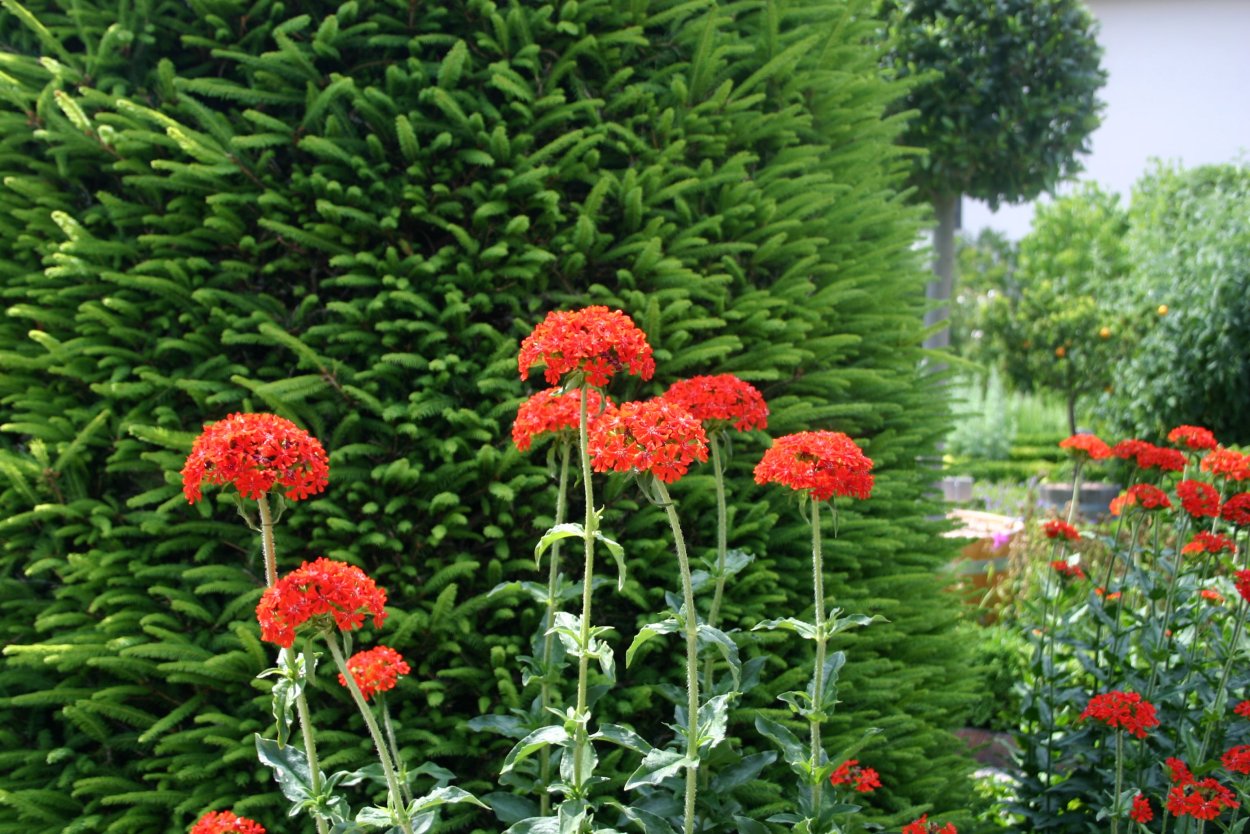 Лихнис халцедонский Раурайф