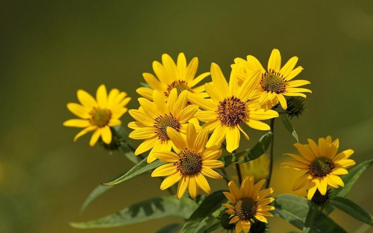 Рудбекия осенние цветы смесь