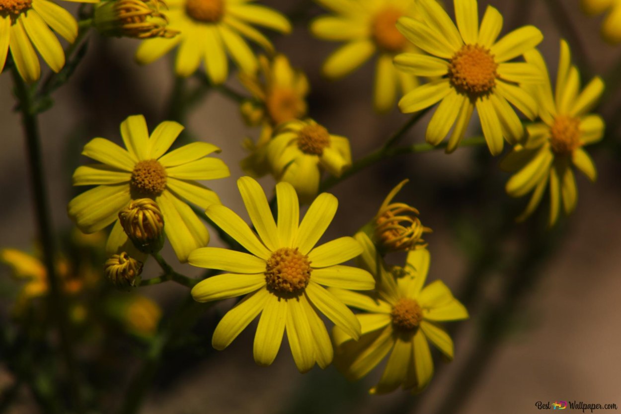 Жёлтые ромашки