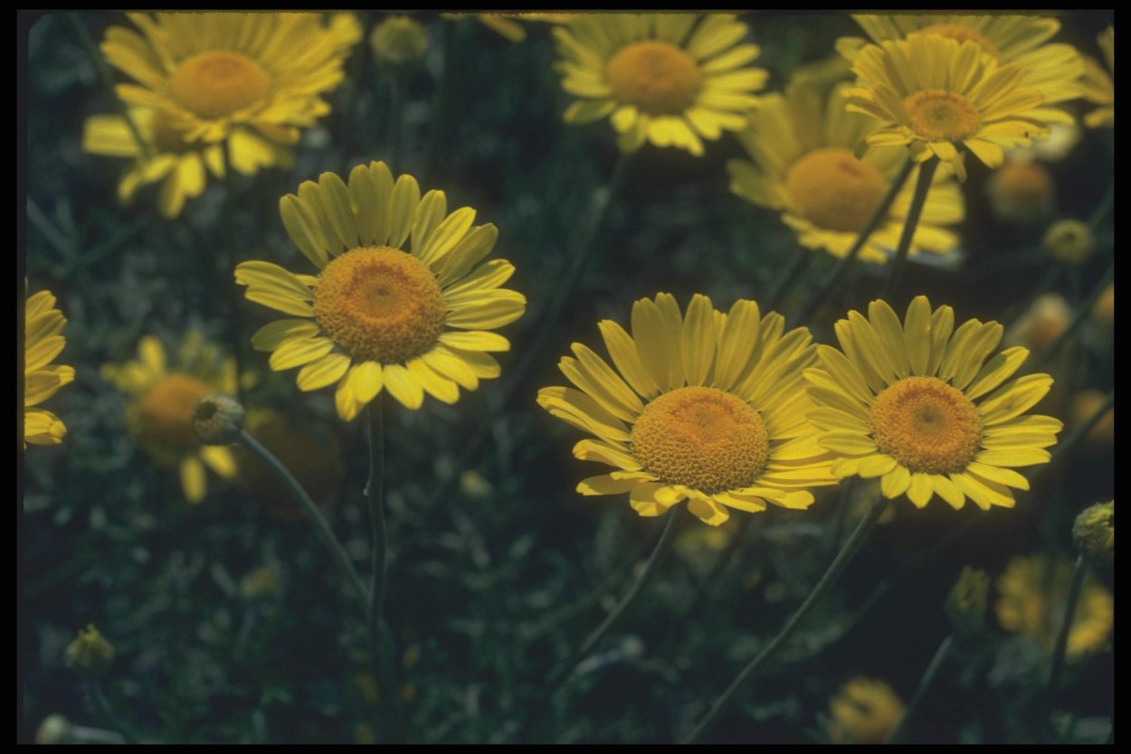 Пупавка Луговая