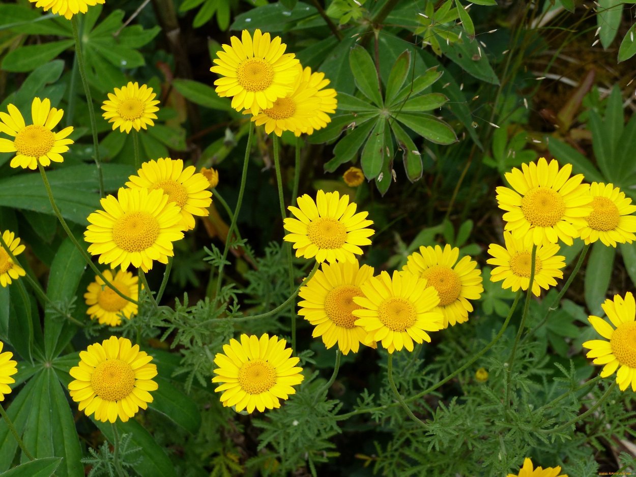 Пупавка желтая цветок