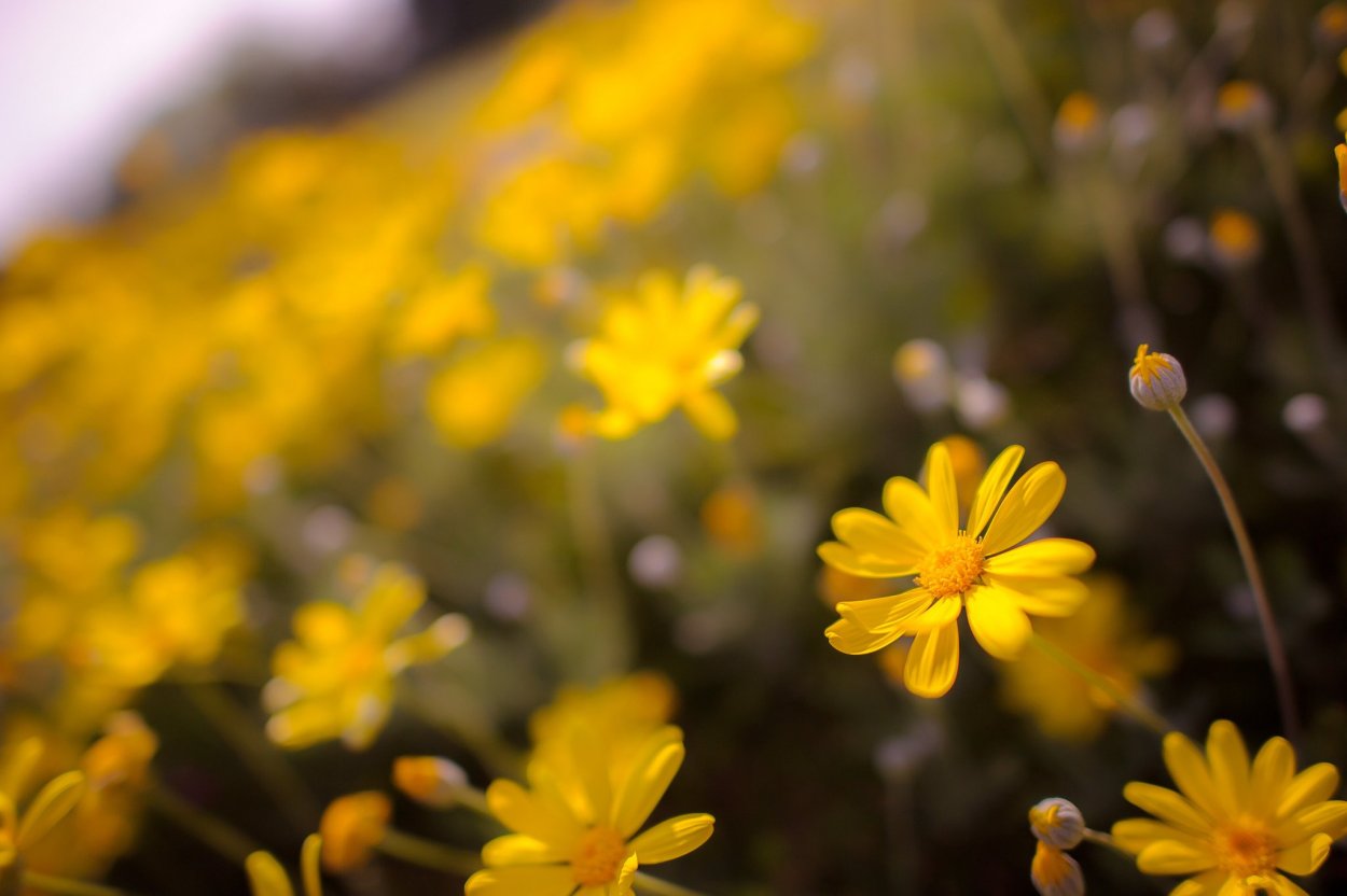 Жёлтые ромашки
