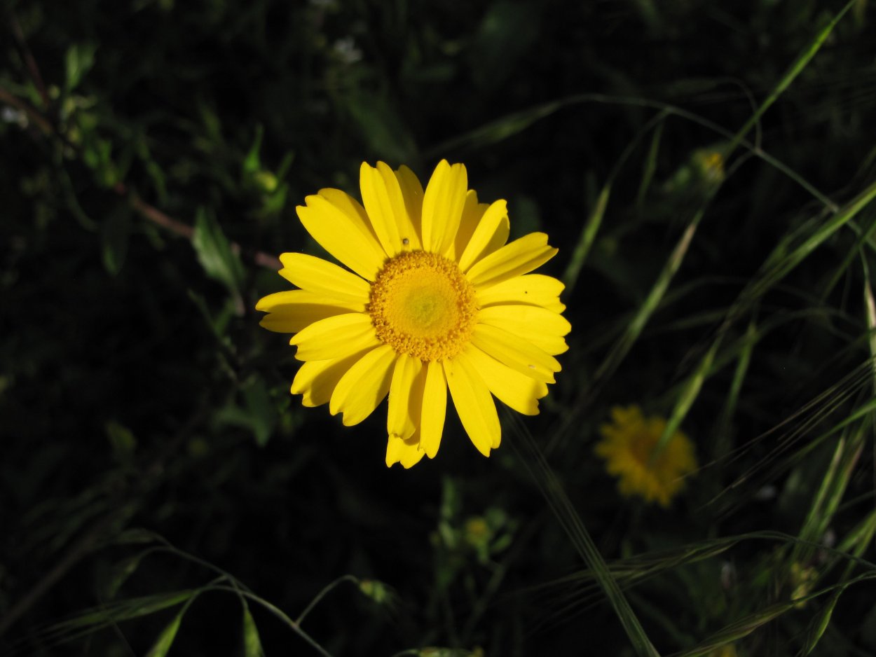 Ромашка с желтыми лепестками