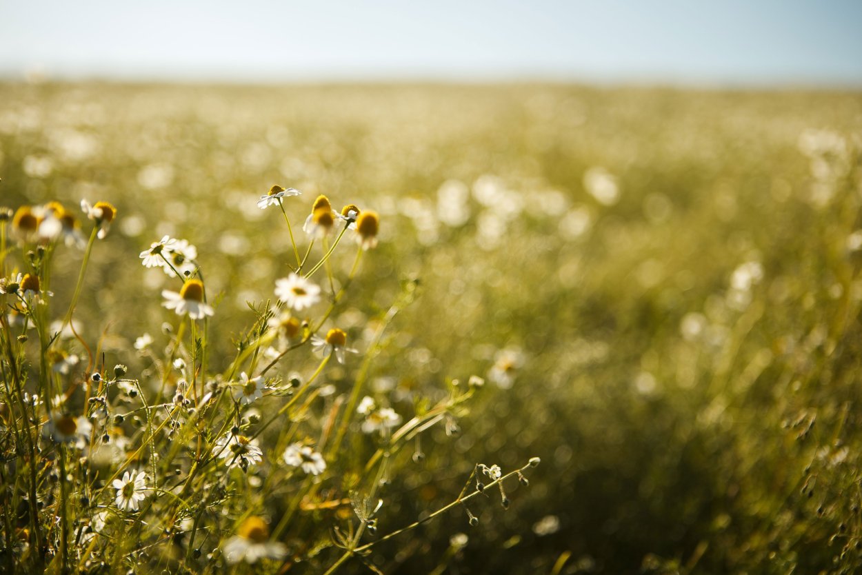 Бежевые цветы поле