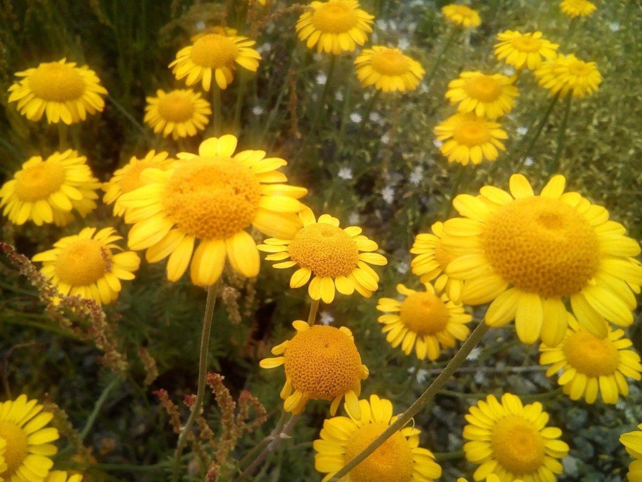 Ромашка желтая Полевая