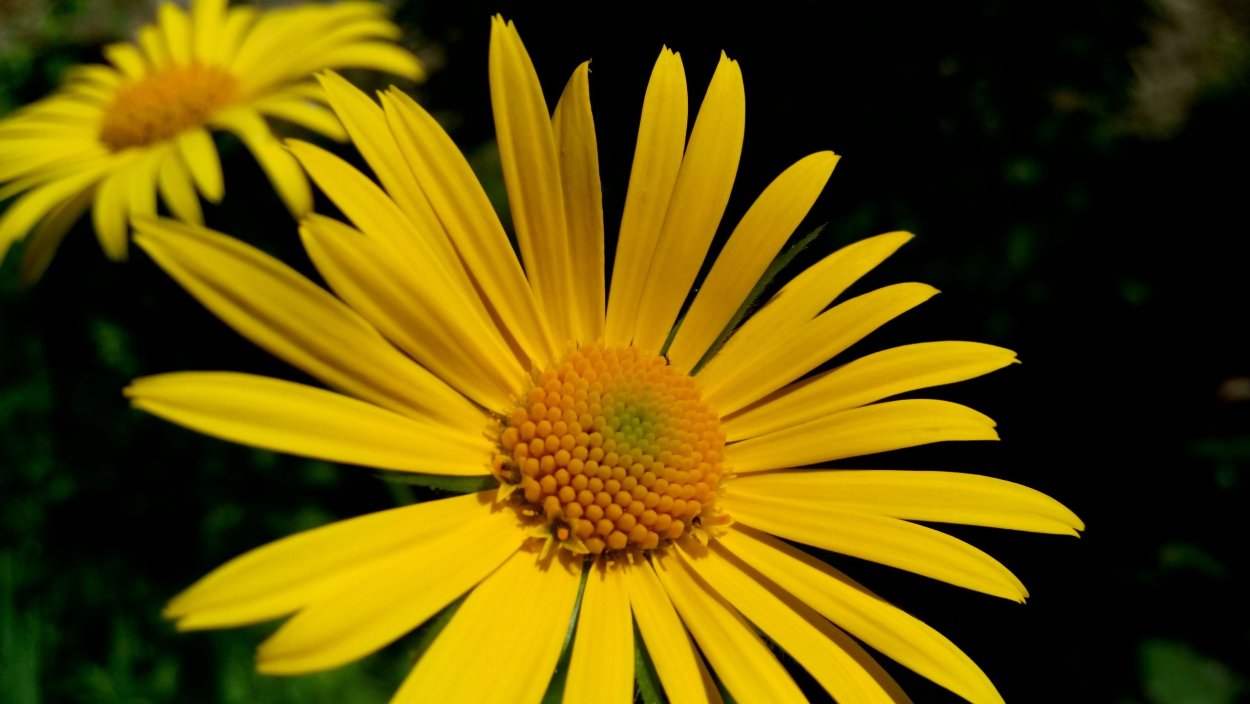 Цветы желтые ромашки