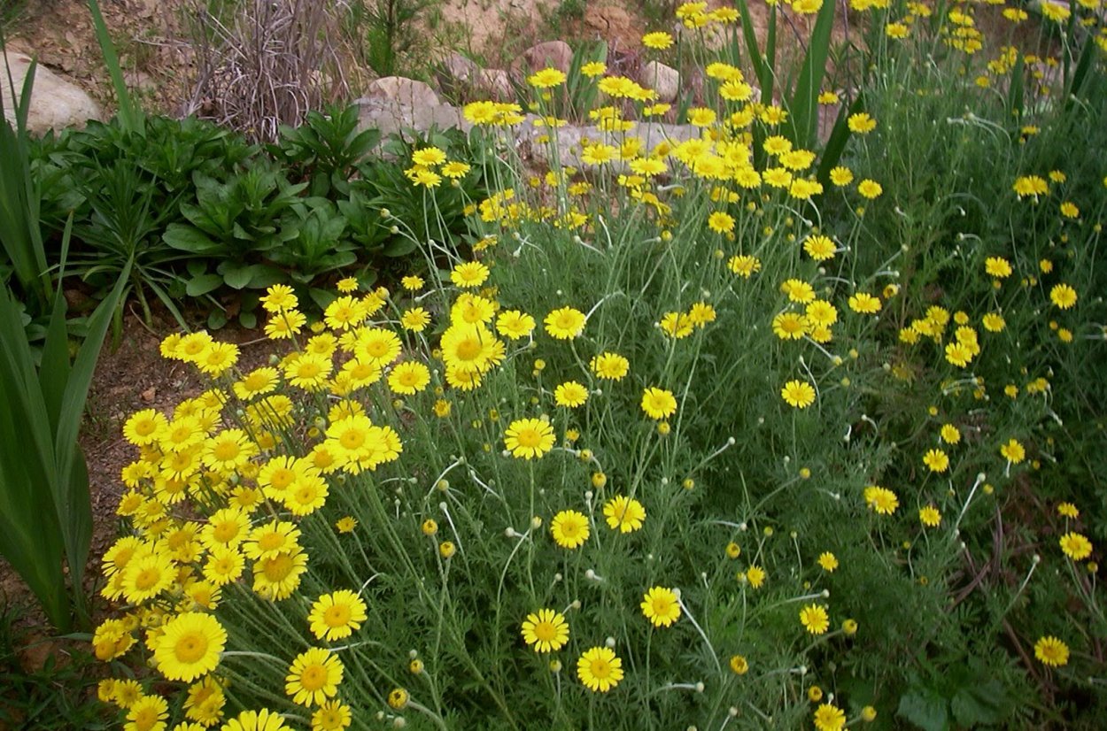 Многолетник полевой желтый