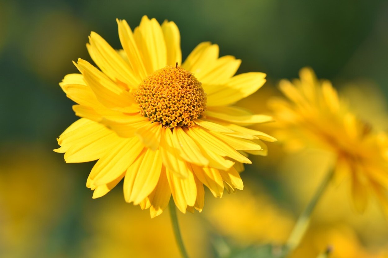 Ромашки на закате