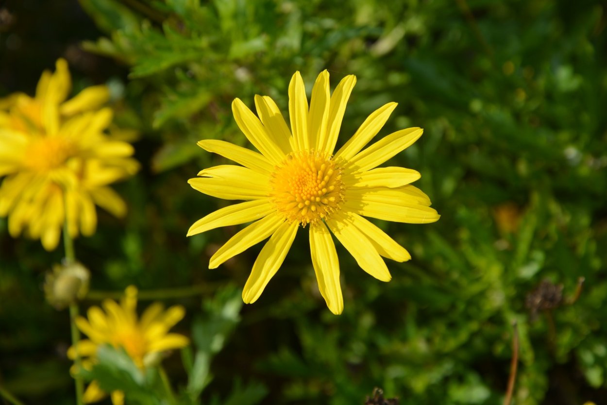 Ромашки и желтые полевые цветы