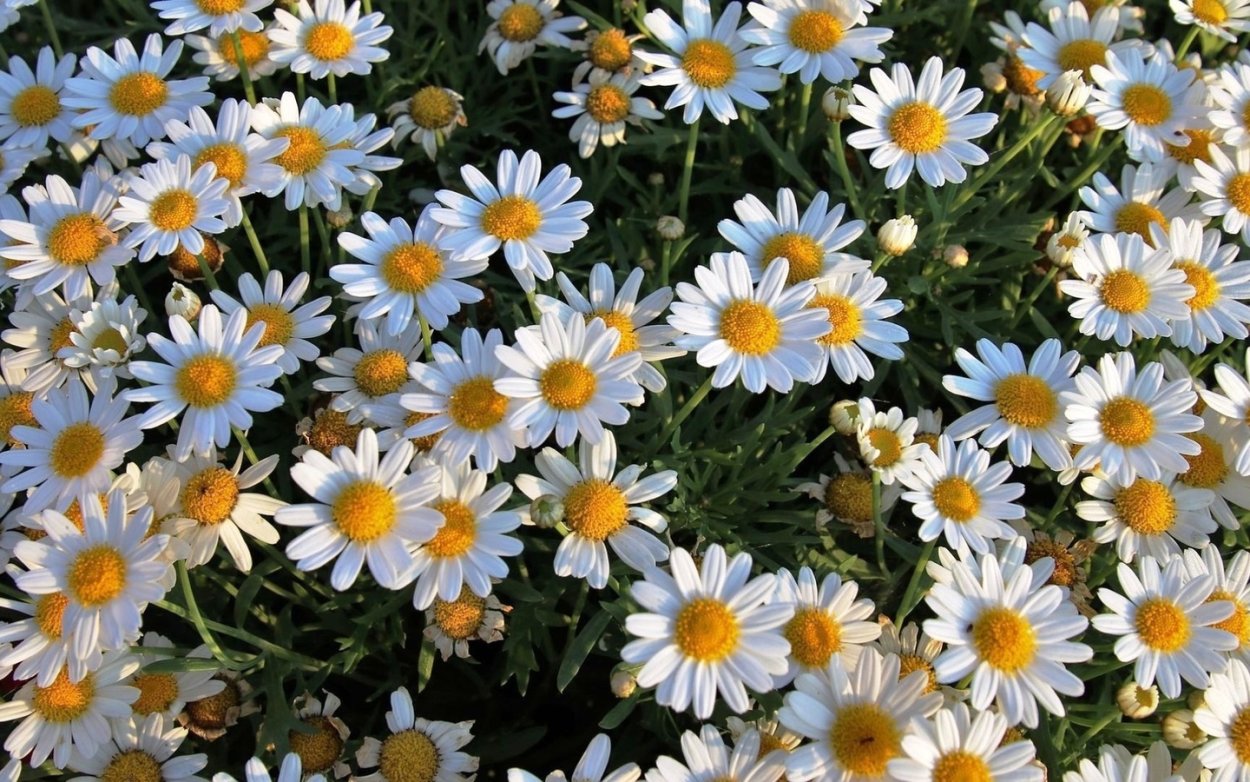 Фон для ноутбука ромашки