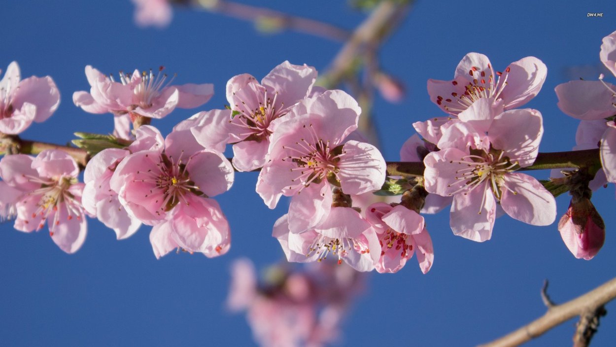 Peach Blossom Flowers
