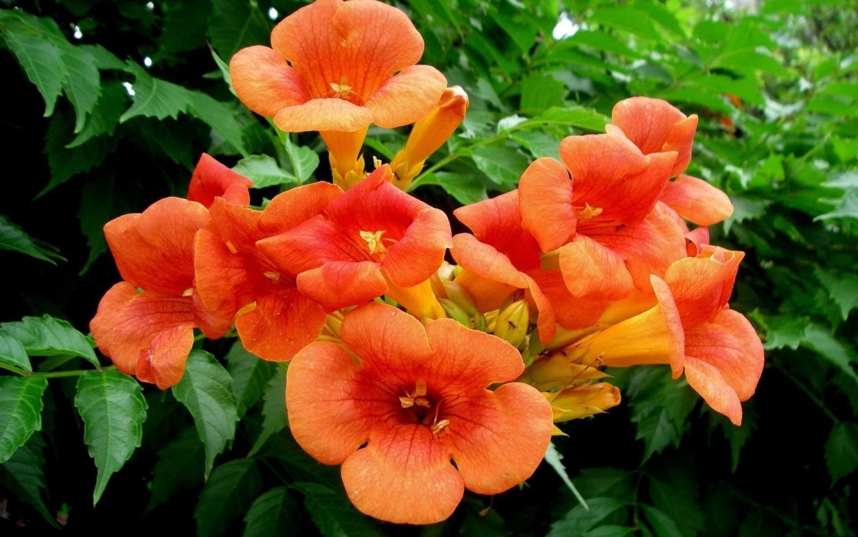 Кампсис Лиана