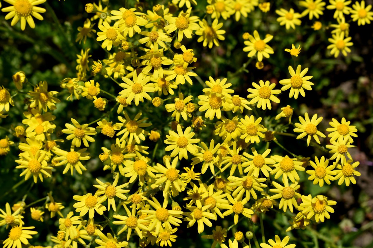 Многолистник луговойжелтый