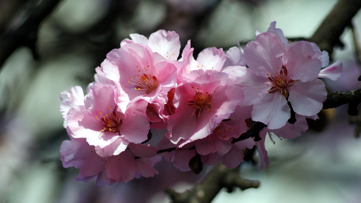 Apricot Blossom