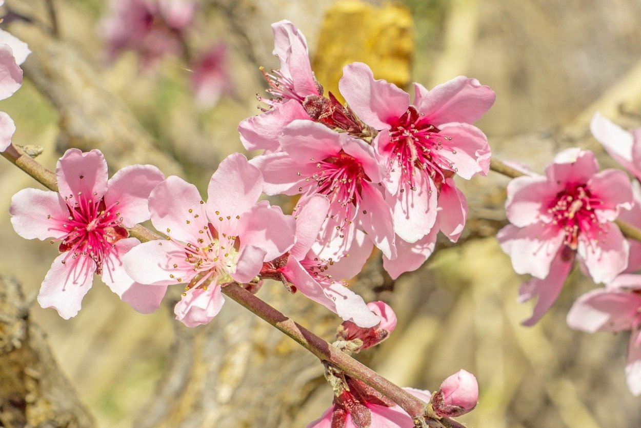 Нектарин цветы