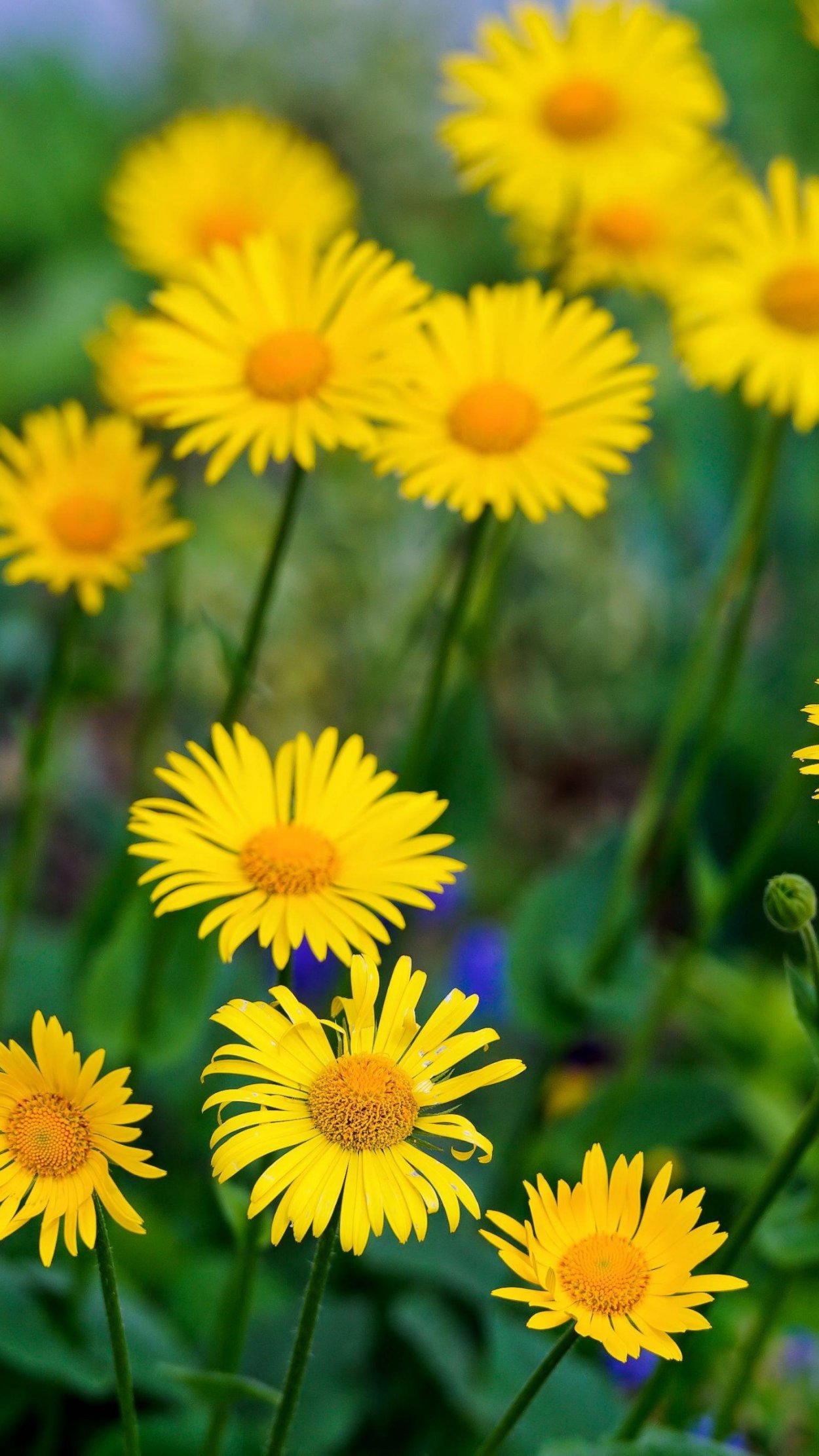 Ромашка дороникум