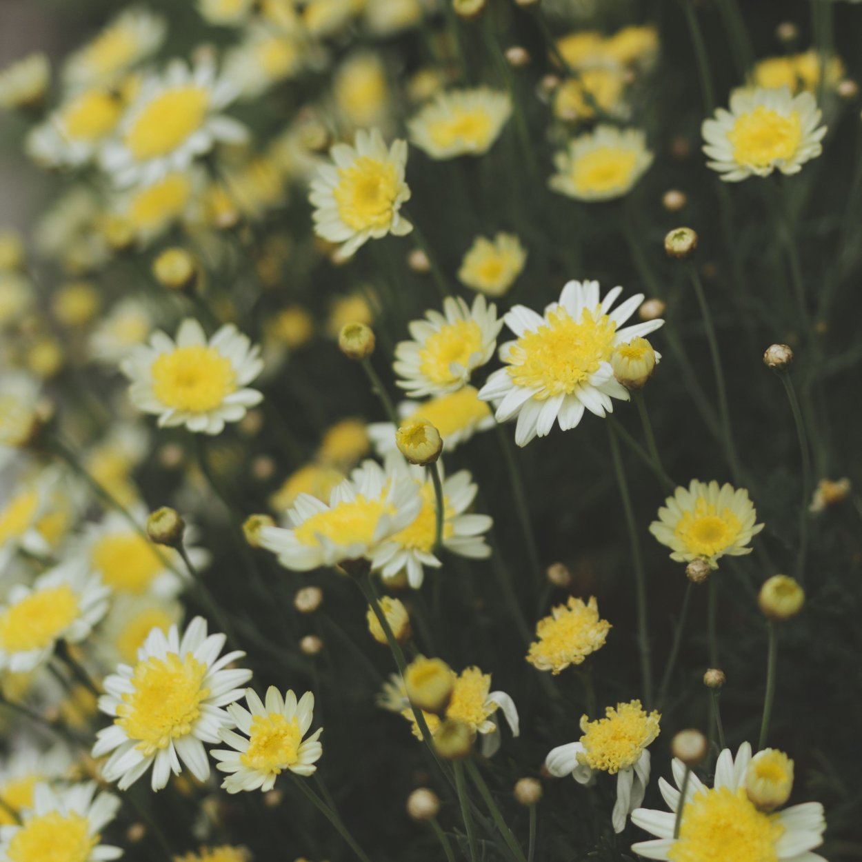 Мелкие желтые цветы