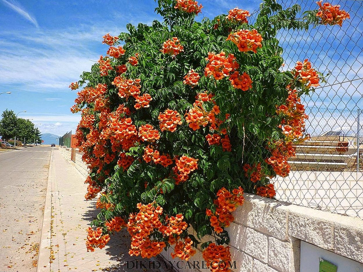 Кампсис Лиана