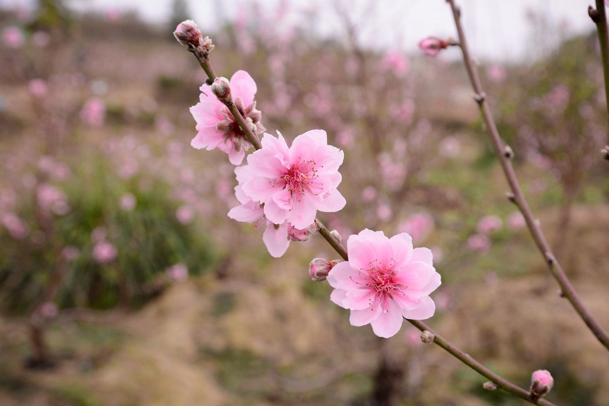 Цветущий персик цветы