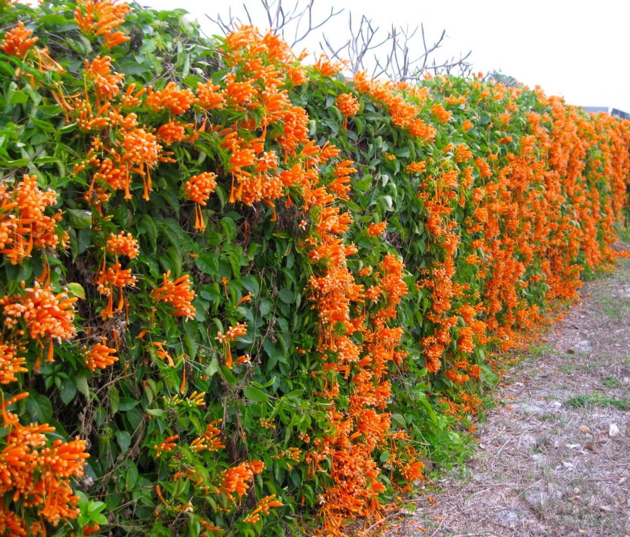 Лиана вечнозеленый кампсис