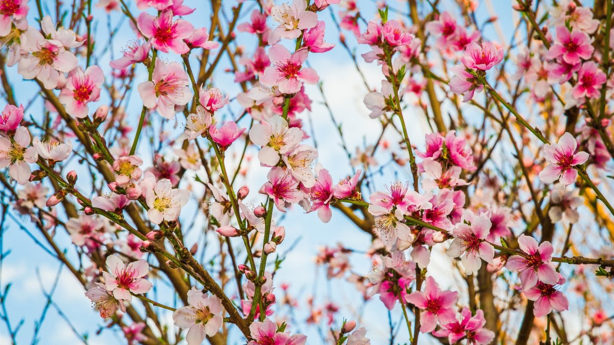 Персиковое дерево в цвету», 1888