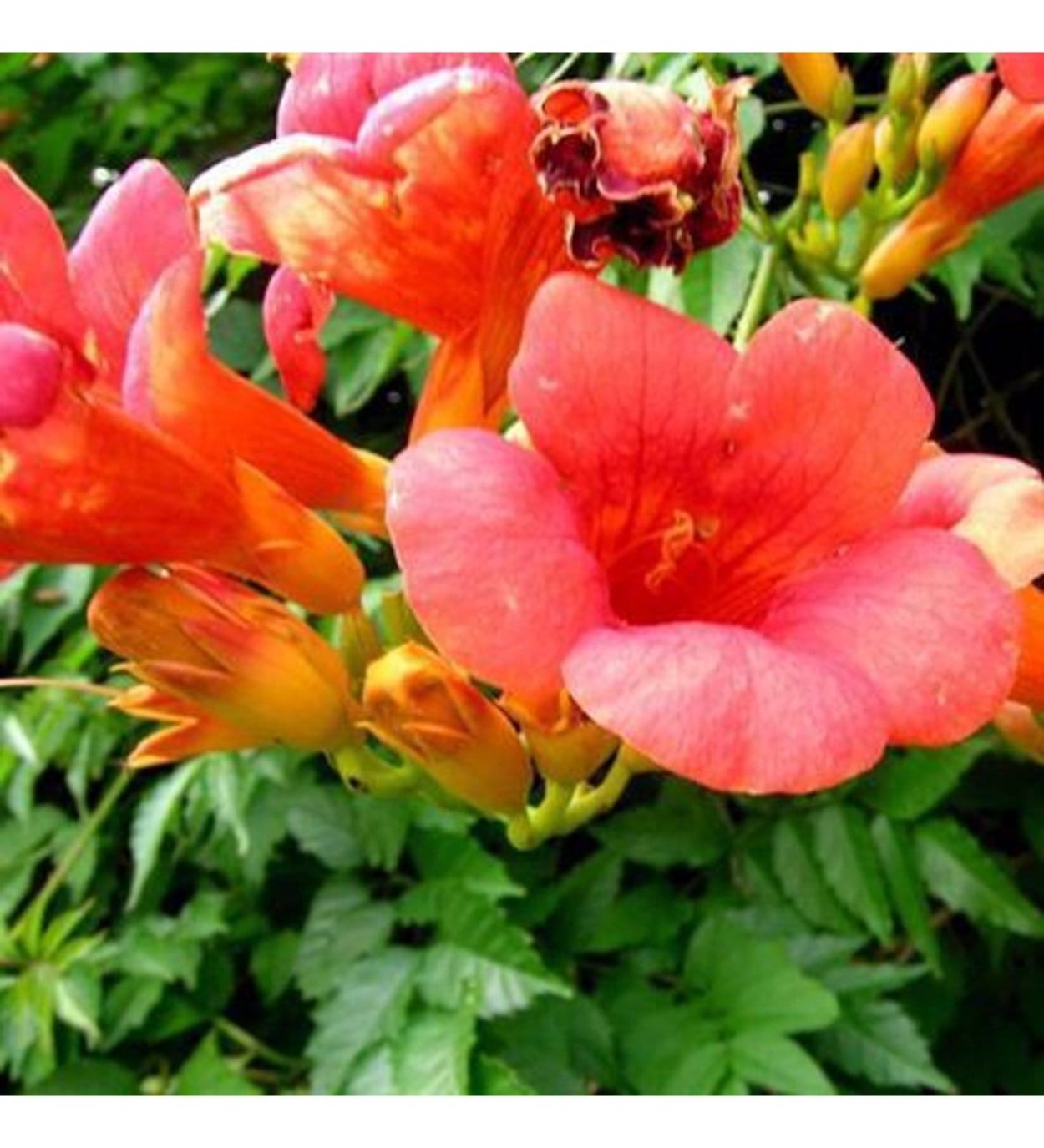 Лиана текома кампсис