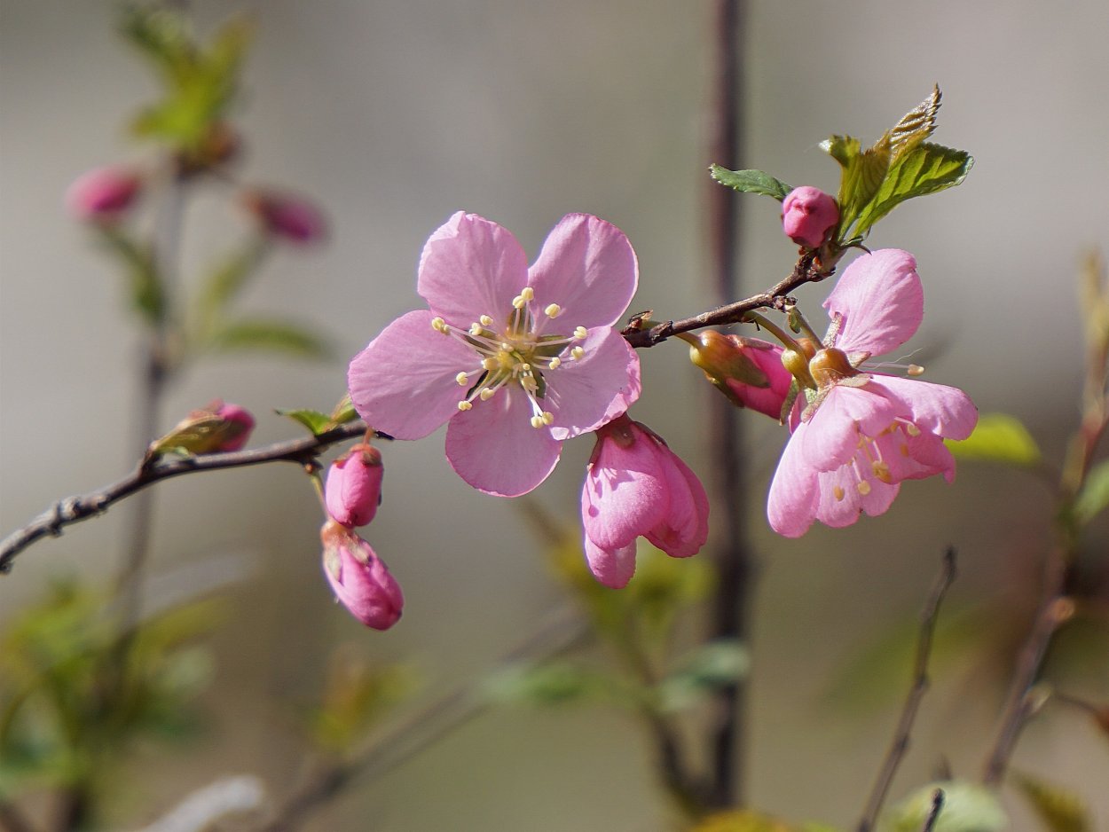 Цветки колокольчатые на персике