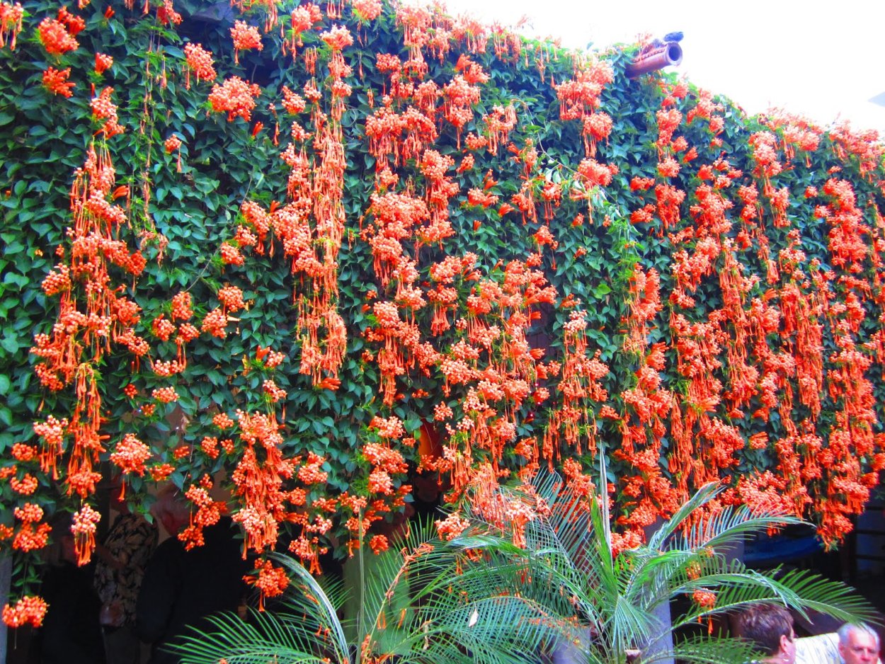 Кампсис Лиана