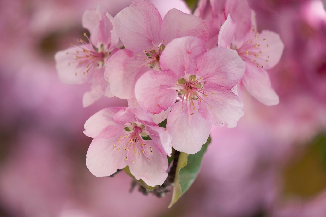 Яблоня розовоцветущая