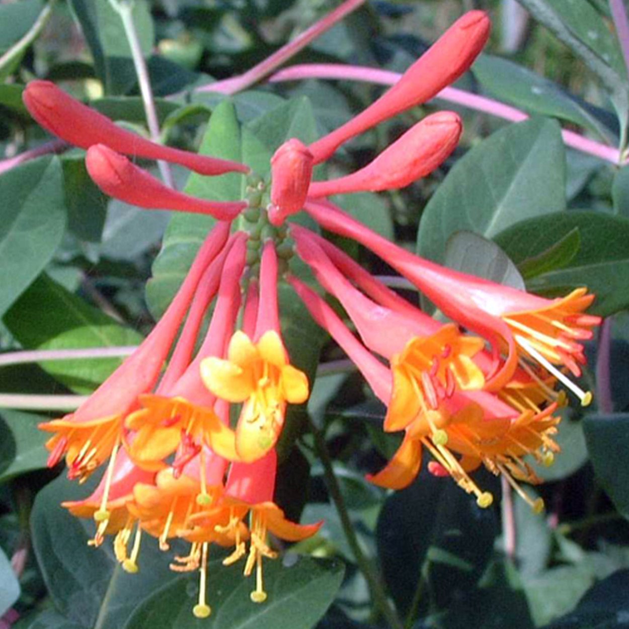 Жимолость Брауни Dropmore Scarlet