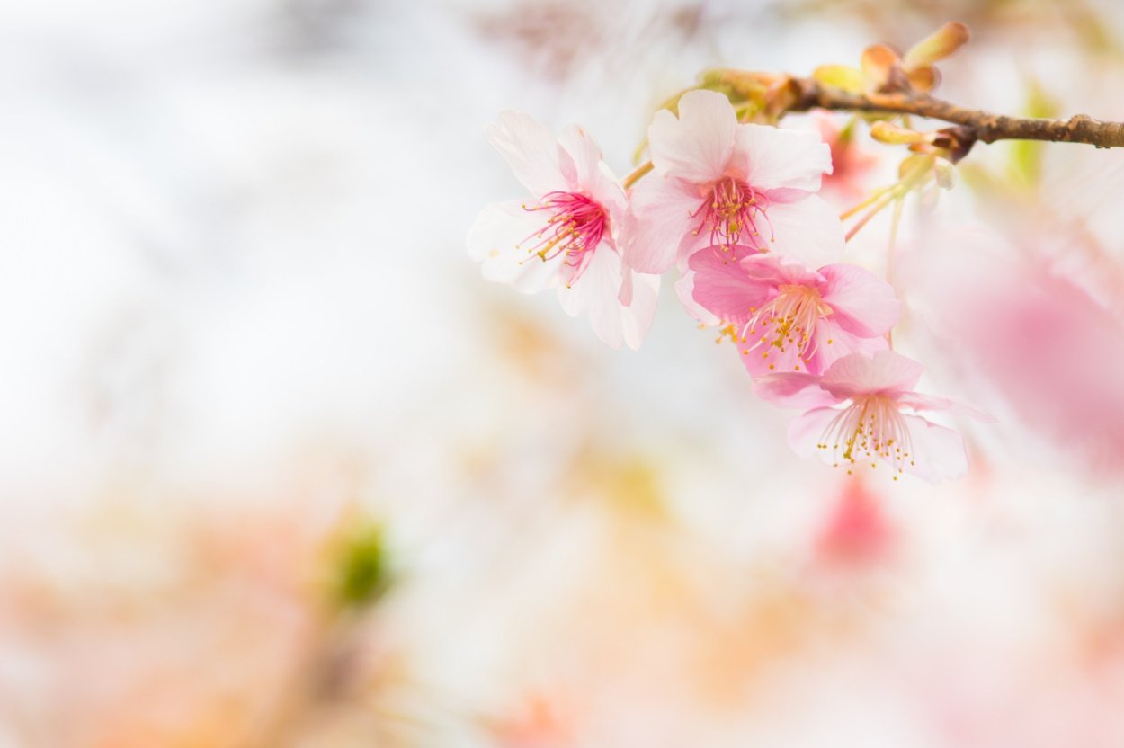 Весенний фон для фотошопа