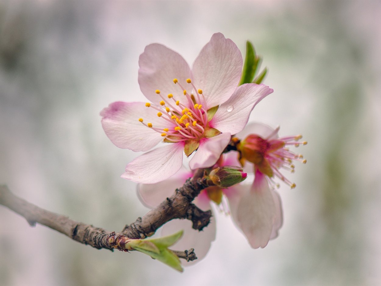 Цветы на деревьях весной