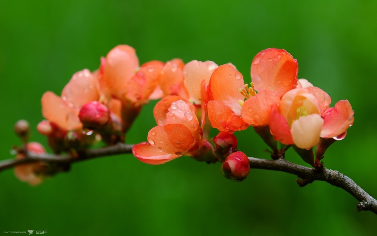 Цветок Магнолия оранжевая