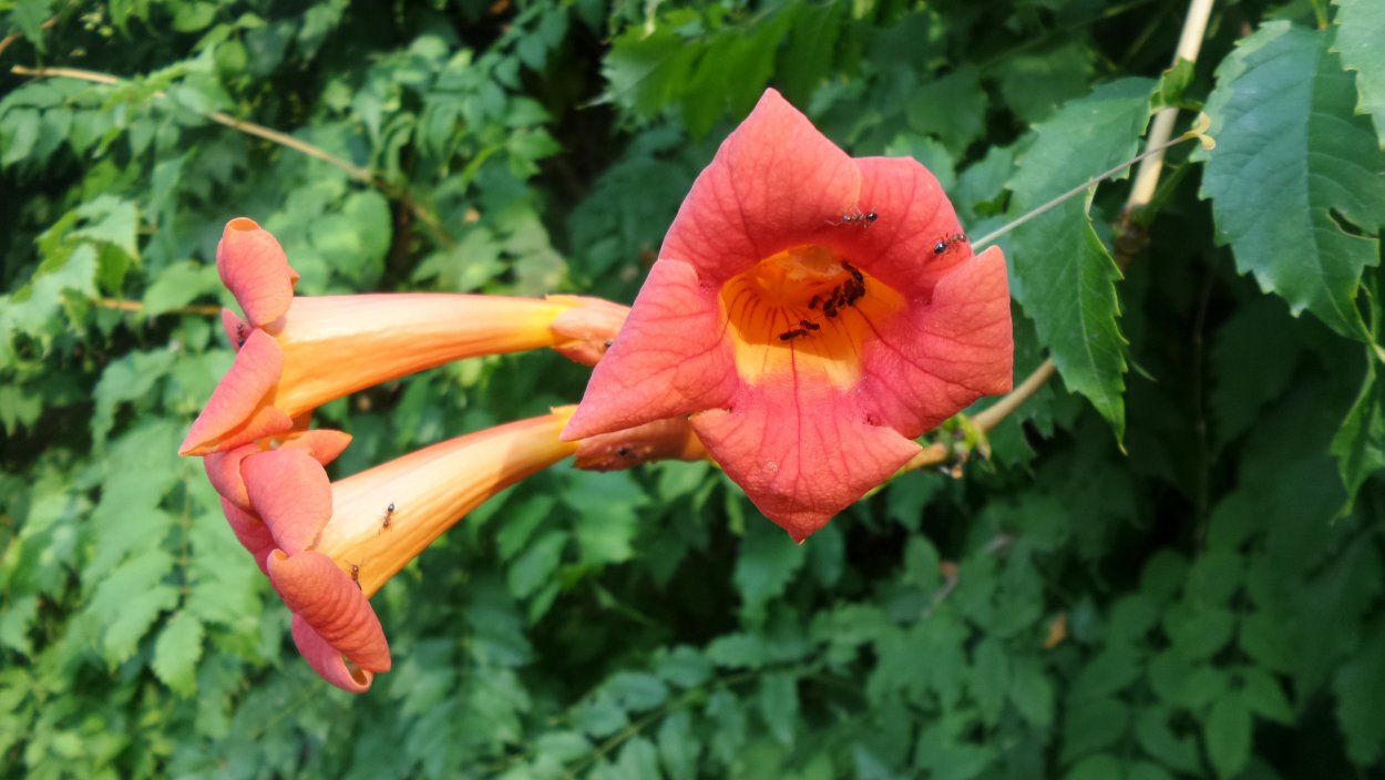 Текома кампсис