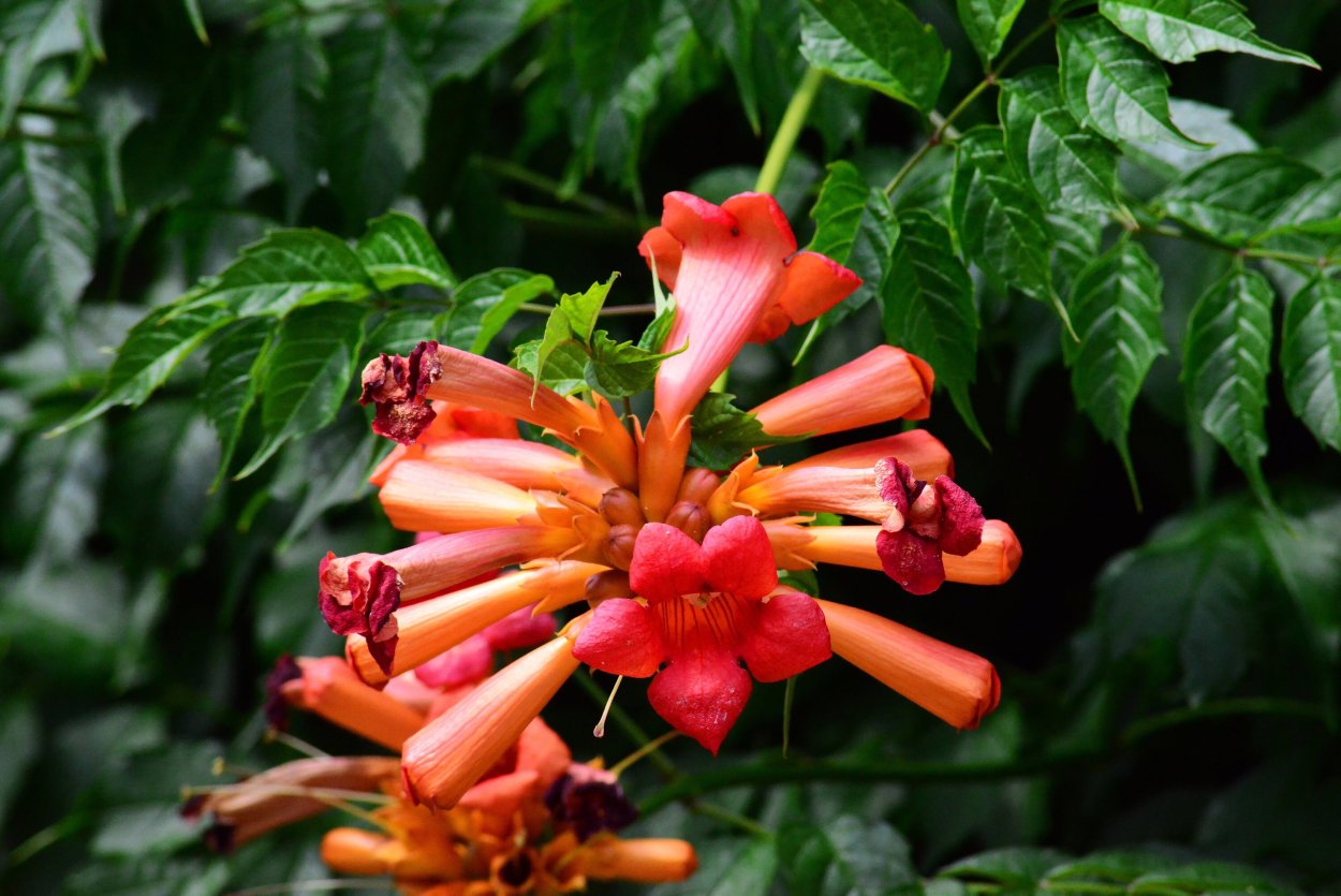 Лиана трубач